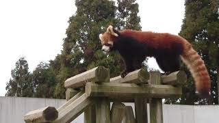 西山動物園 レッサーパンダ たいようとミルキー（威嚇するミルキー）