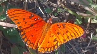 Gulf Fritillary or Passion Butterfly