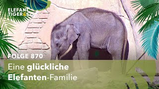 Trick 17 (Folge 870) | Elefant, Tiger \u0026 Co. | MDR