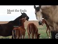 Baby horses everywhere!