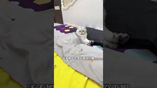 这摆烂猫 上班和打工你总要选一样嘛这小猫谁养谁不迷糊啊 谁能拒绝傻憨憨的小猫咪