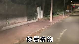 胆大野猪逍遥自在无视人类的存在 一定周围人不知道它非常好吃