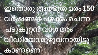 ഇതൊരു അത്ഭുത മരം വർഷങ്ങൾ പഴക്കം ചെന്ന വാഗ മരം/vaga Maram is a out door plant in India/natural forest