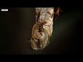 army ants rampage through the forest 4k uhd the hunt bbc earth