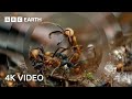 Army Ants Rampage Through The Forest | 4K UHD | The Hunt | BBC Earth