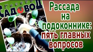 РАССАДА НА ПОДОКОННИКЕ: пять главных вопросов