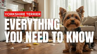 Yorkshire Terrier 101: Everything You MUST Know Before Getting a Yorkie!