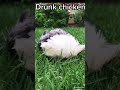 drunk chicken funny video compilation shorts