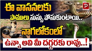 ఈ వాసనలకు పాములు సుస్సు పోసుకుంటాయి..| Snakes Are Afraid To These Smells | Telugu Popular TV