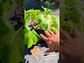 growing zucchini and squash plants in containers watering tips for beginners shorts