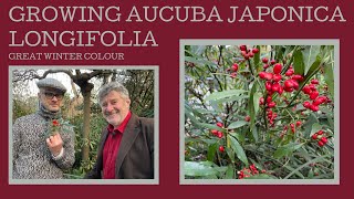 How to grow Aucuba japonica f. longifolia: another sensational plant for winter colour!