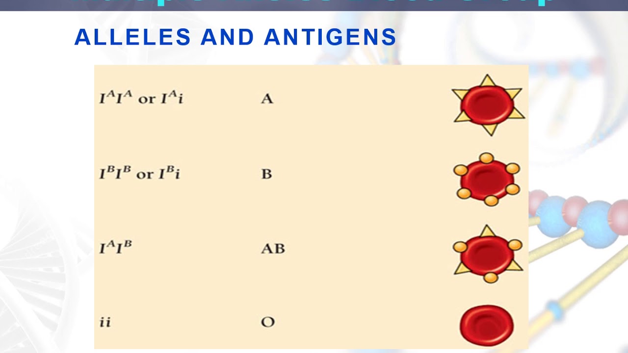 Lesson 75 Multiple Alleles Our Blood Group - YouTube