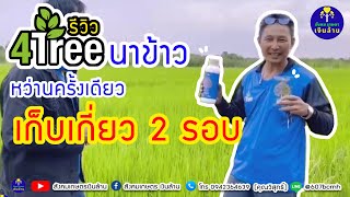 นาข้าว หว่านครั้งเดียว เก็บเกี่ยว 2 รอบ | รีวิว 4tree | สังคมเกษตรเงินล้าน