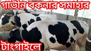 গাভীন বকনার সমাহার টাংগাইলে