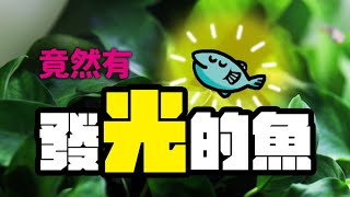 房間很小可以養哪些魚？（CC字幕）