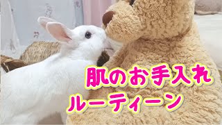 うさぎのお肌お手入れルーティンをお見せします【赤ちゃんうさぎの成長日記】