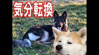 冬本番元気に過ごす秋田犬　シェパード犬