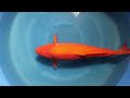 Red Karashigoi big sansai Female jumbo koi Marusei 70-75 cm NEW Heeschkoi