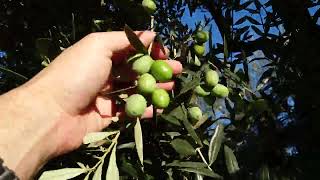 #OlioDiAngelo #italy #E00A #harvest #olive #olivertree #oliveoil #イタリア #収穫 #オリーブ #畑 #オリーブオイル