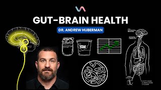 Gut-Brain Health - Dr. Andrew Huberman #animation