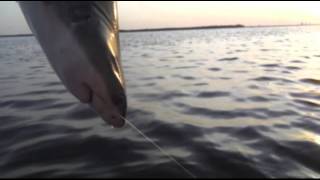 Baitfish and Bullshark