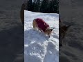 雪大好きコーギー shorts short corgi 犬のいる暮らし