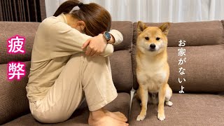 愛犬と住む家がなくて困ってます