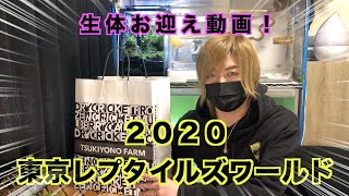 【東京レプタイルズワールド2020】爬虫類イベントでの購入品＆生体お迎え報告！