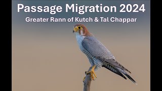 Greater Rann of Kutch (GRK) and Tal Chappar Passage Migrant Season 2024