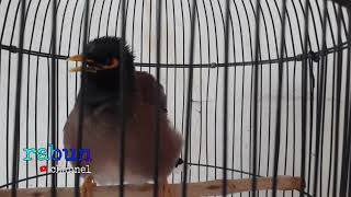 Playtube Pk Ultimate Video Sharing Website