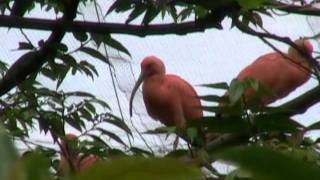 臺北市立動物園_鳥園區_紅環(環為鳥部)Scarlet Ibis_01