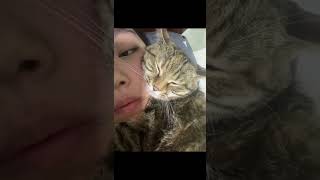 是小猫 让平淡的生活有了光亮谁家小猫这么粘人 小猫咪怼脸杀视频 撸猫第一视角 我镜头下的小猫 撸猫第一视角