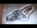 amoeba eats two paramecia amoeba s lunch