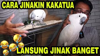 SI OCONG LANSUNG JINAK BANGET | CARA JINAKIN KAKATUA KURANG DARI 30 MENIT