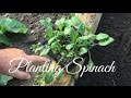 How to Grow Spinach : Planting Spinach