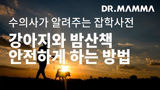 강아지와 밤산책 안전하게 하는 방법 I 수의사가 알려주는 잡학사전 강아지와 밤산책 안전하게 하는 방법