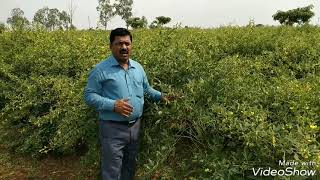 5 Point technology of Redgram Cultivation