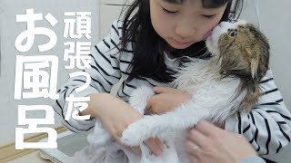 大嫌いなお風呂で鳴き叫びながらも最後まで頑張ったもふ猫に感動！