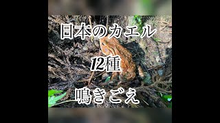 日本のカエル【12種】鳴き声（聞き比べ）