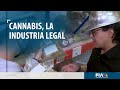 #LeyCannabis | Industria de más de 20 mil MDD anuales en Estados Unidos ¿Qué dejaría en México?