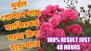 দুর্বল গোলাপ গাছ কে ম্যাজিকের মত ঠিক করুন মাত্র 48 ঘণ্টায়#Weak roses will heal in just 48 hours#