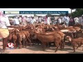 officials speedup sheep distribution scheme process in nalgonda district v6 news