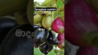 Syzygium cumini (ma dan) #nature #beautyofnature #beautyofsrilanka #naturalbeauty #natural #fruit