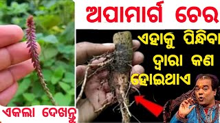 ଅପାମାର୍ଗ ଗଛର ଚେର ୨୪ ଘଣ୍ଟାରେ କୋଟିପତି କାହିଁକି କରିଥାଏ ,ତ ଆପଣ ଜାଣିଲେ ଆଶ୍ଚର୍ଯ୍ୟ|Best Motivational Video