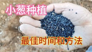 小葱种植撒籽很关键，这样做出苗快长势旺没病害，农村土办法