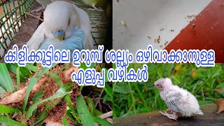 കിളികൂട്ടിലെ ഉറുമ്പ് ശല്ല്യം ഒഴിവാക്കാനുള്ള എളുപ്പ വഴികൾ | how to prevent ants in bird cage |