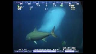 SAT diver and the Whale Shark