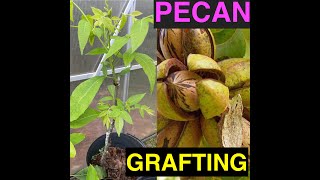 PECAN GRAFTING METHOD NUT TREE WALLNUT GRAFT