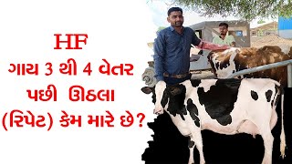 HF ગાય 3 થી 4 વેતર પછી ઊઠલા (રિપેટ) કેમ મારે છે? #પશુપાલન #પશુ #HFગાય