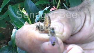 Beekeeping in Sri Lanka Senagro Bee Apiary